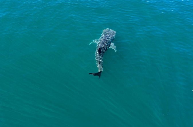 Whale Shark Swim Adventure in La Paz - Snacks, equipment, and the $110 price