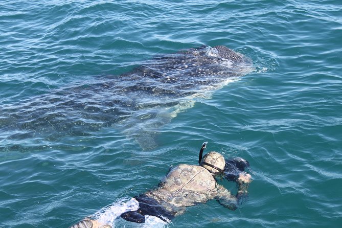 Whale Shark Swim Adventure in La Paz - Practical advice for a better outing
