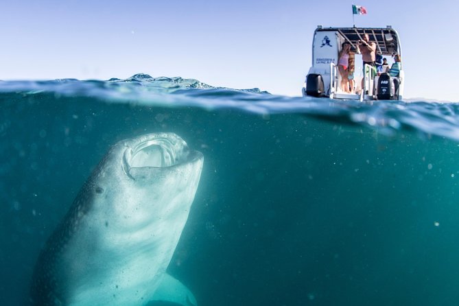 Whale Shark Swim Adventure in La Paz - The boat ride across the Sea of Cortez