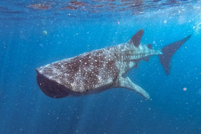Whale Shark Swim Adventure SMALL GROUP from Cancun - The boat ride toward Isla Mujeres, Contoy, and Holbox
