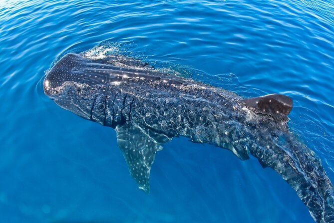 Whale Shark Swim Adventure SMALL GROUP from Cancun - Fresh ceviche after the water time