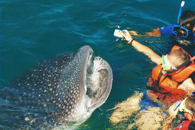 Whale Shark Swim Adventure SMALL GROUP from Cancun - Is $299 a fair price?