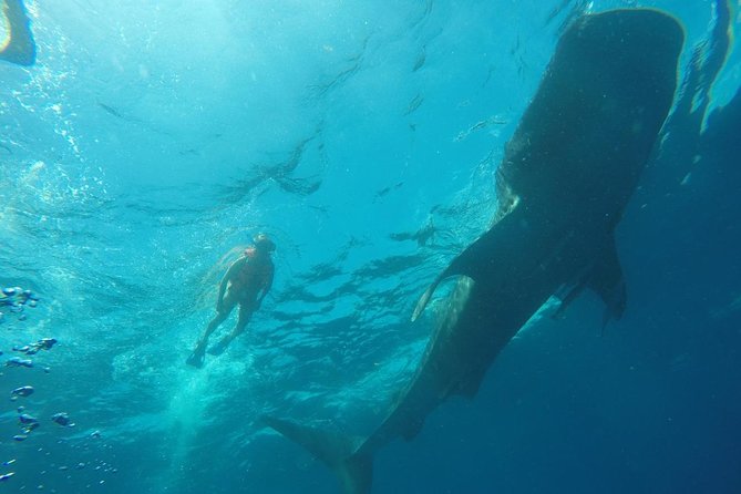 Whale Shark Swim Adventure SMALL GROUP from Cancun - How the small group changes the day