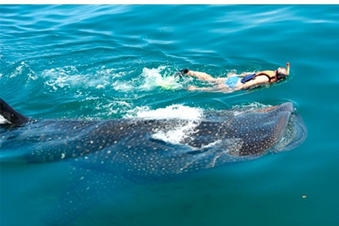 Whale Shark Swim Adventure SMALL GROUP from Cancun - Swimming beside whale sharks in pairs