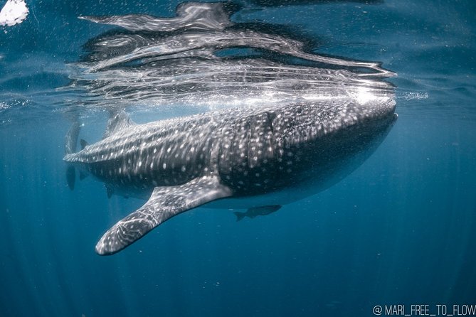 Whale Shark Swimming Adventure from Cancun & Riviera Maya - Seasonal June/Sept - Key points to know before booking
