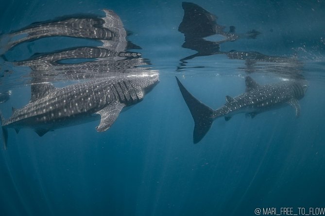 Whale Shark Swimming Adventure from Cancun & Riviera Maya - Seasonal June/Sept - Entering the water with a whale shark