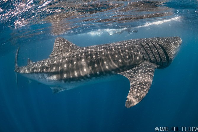 Whale Shark Swimming Adventure from Cancun & Riviera Maya - Seasonal June/Sept - Isla Mujeres and the calmer second half