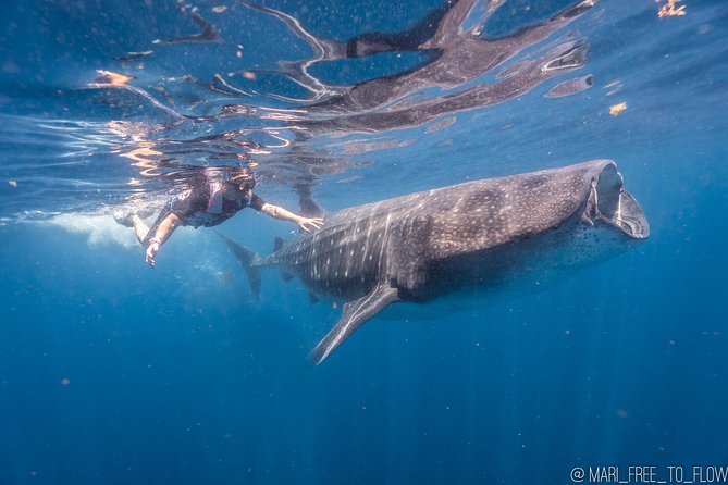 Whale Shark Swimming Adventure from Cancun & Riviera Maya - Seasonal June/Sept - Photography, lunch, and what is included