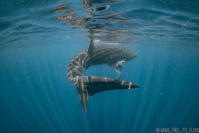 Whale Shark Swimming Adventure from Cancun & Riviera Maya - Seasonal June/Sept - Is $229 a fair price?