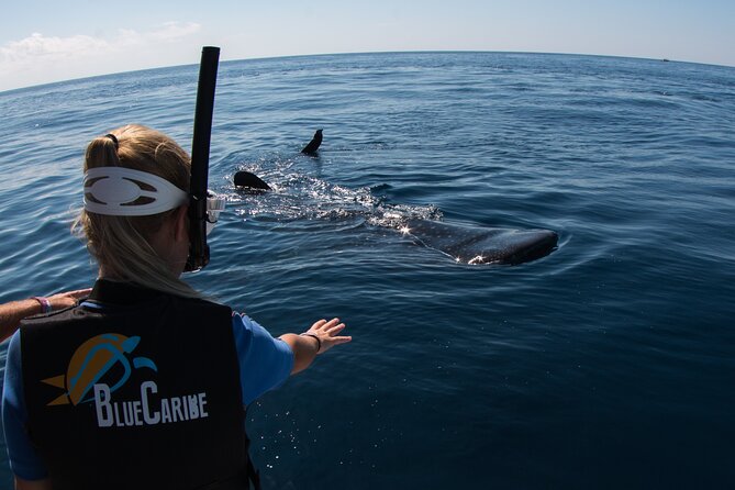 Whale Shark Swimming Adventure from Cancun & Riviera Maya - Seasonal June/Sept - Who should book this experience?