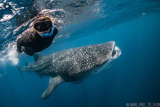 Whale Shark Swimming Adventure from Cancun & Riviera Maya - Seasonal June/Sept - Practical advice for a smoother day