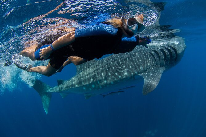 Whale Shark Swimming Adventure from Cancun & Riviera Maya - Seasonal June/Sept - Guides, safety, and the small-group setup