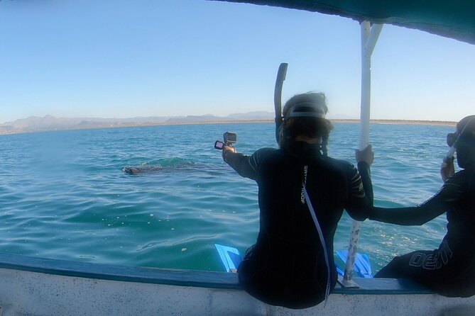 Whale Shark Swimming Adventure: Small Group with Marine Biologist - Why La Paz is a fine place to see whale sharks