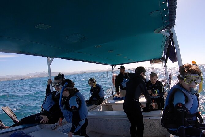 Whale Shark Swimming Adventure: Small Group with Marine Biologist - Meeting at 11:00 am in central La Paz