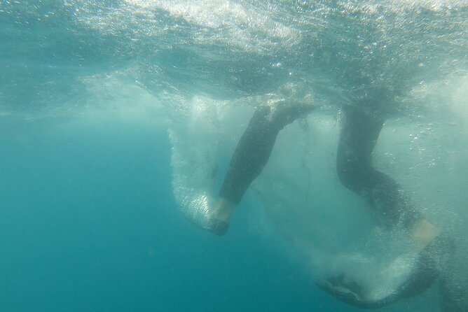 Whale Shark Swimming Adventure: Small Group with Marine Biologist - The guides make a major difference
