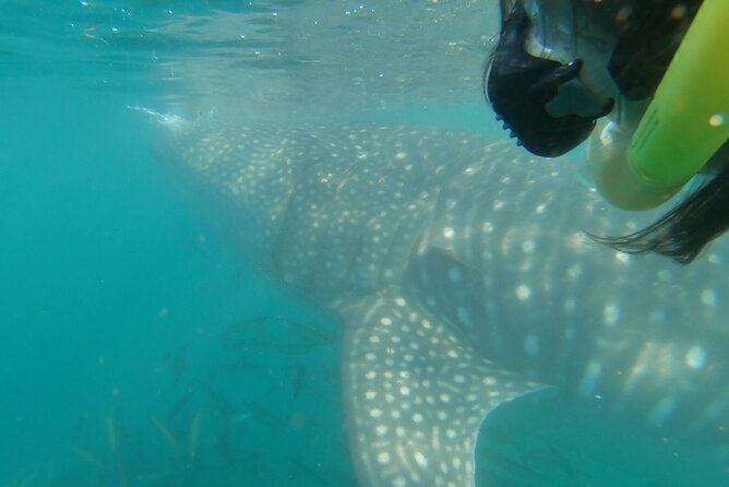 Whale Shark Swimming Adventure: Small Group with Marine Biologist - Is $208.78 a fair price?