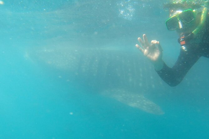 Whale Shark Swimming Adventure: Small Group with Marine Biologist - Who should book this La Paz whale shark swim?