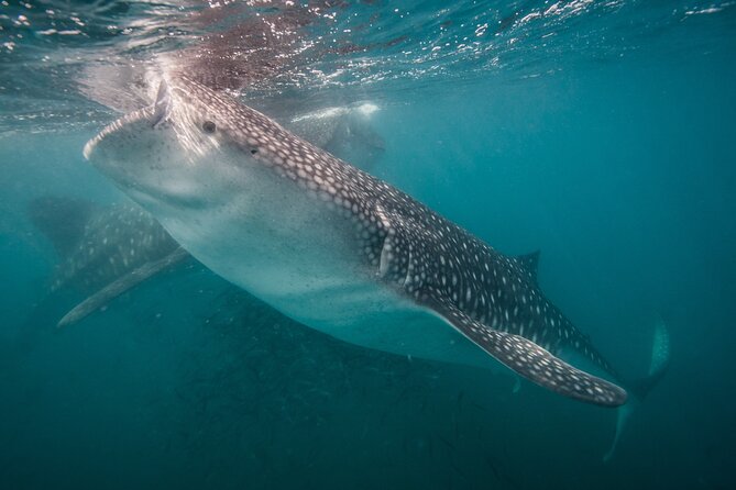 Whale Shark Swimming Adventure: Small Group with Marine Biologist - The boat ride and briefing in the protected area