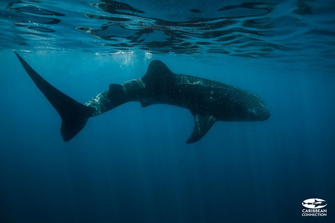 Whale Shark Swimming and Isla Mujeres Beach Tour - Swimming beside Cancun’s biggest wild fish