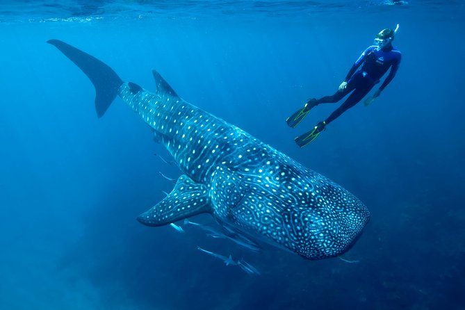 Whale Shark Swimming and Isla Mujeres Beach Tour - What the boat ride is really like