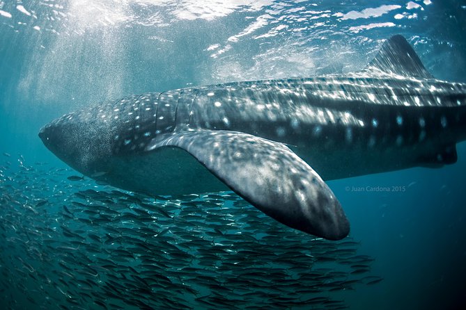 Whale Shark Swimming and Isla Mujeres Beach Tour - Playa Norte gives the day a gentler second act