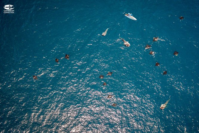 Whale Shark Swimming and Isla Mujeres Beach Tour - Is $210 a fair price?