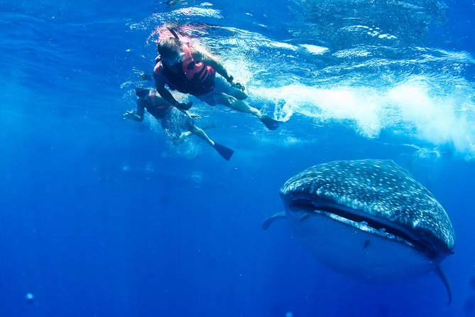 Whale Shark Swimming and Isla Mujeres Beach Tour - The early run to Punta Sam