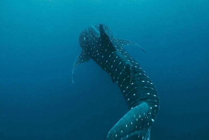 Whale Shark swimming ocean safari all included tour - Key points to know before booking