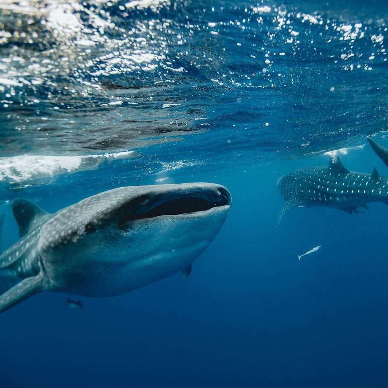 Whale Shark swimming ocean safari all included tour - Who will enjoy this tour most