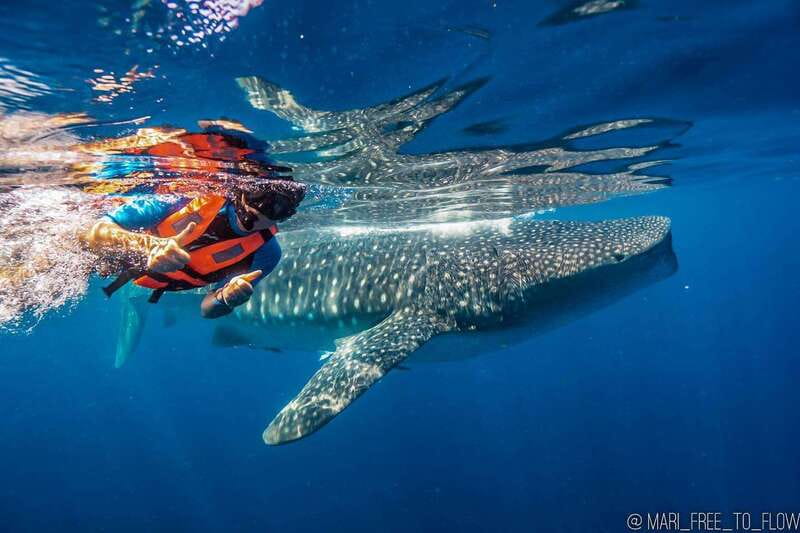 Whale Shark swimming ocean safari all included tour - Why the whale sharks are worth the uncertainty