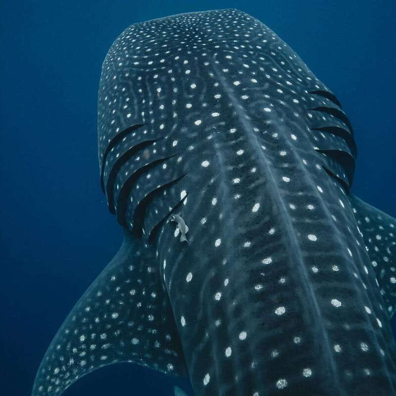 Whale Shark swimming ocean safari all included tour - Swimming with the sharks in open water