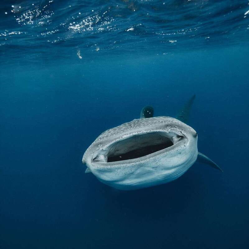 Whale Shark swimming ocean safari all included tour - A crew that keeps the water work manageable
