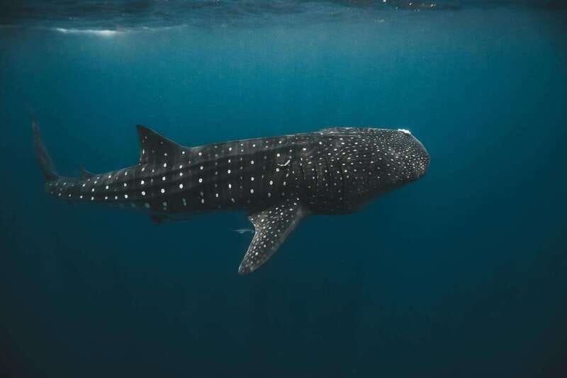 Whale Shark swimming ocean safari all included tour - Returning to Isla Mujeres for reef and beach time