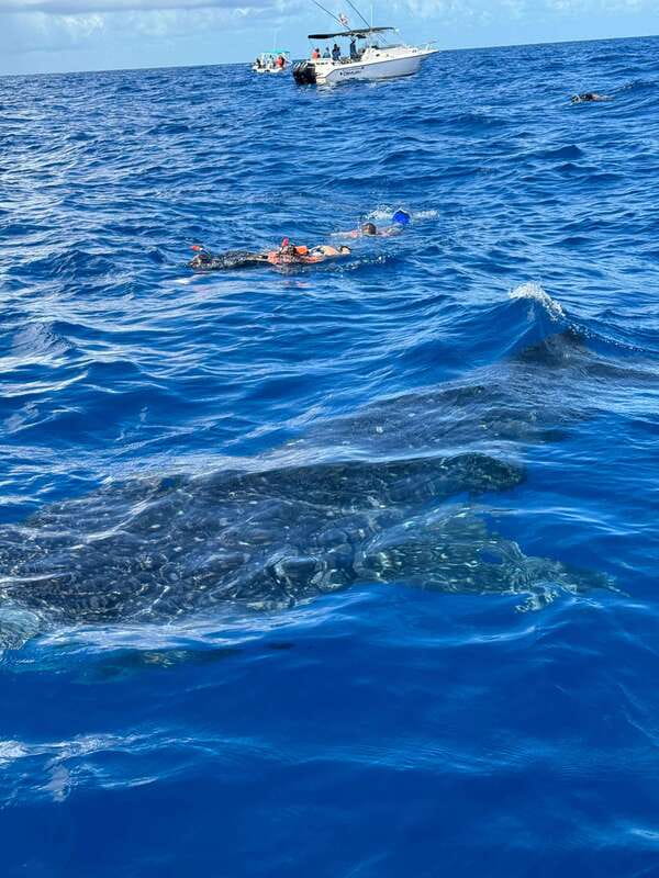Whale Shark swimming ocean safari all included tour - Is $174 a fair price?