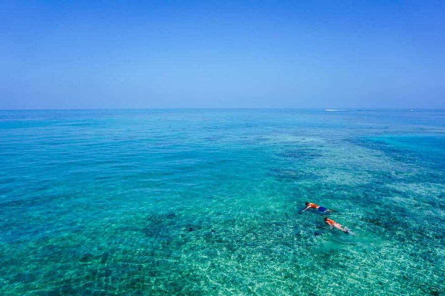 Whale Shark swimming ocean safari all included tour - The best time to book this kind of trip