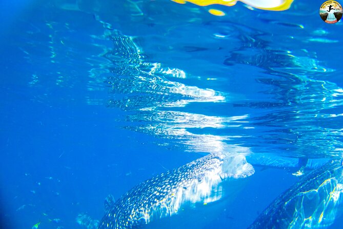 Whale Shark Swimming, Tumalog Falls and Kawasan Canyoneering - Why this Cebu day begins before sunrise