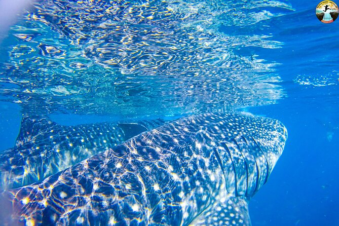 Whale Shark Swimming, Tumalog Falls and Kawasan Canyoneering - Who will get the most from this tour