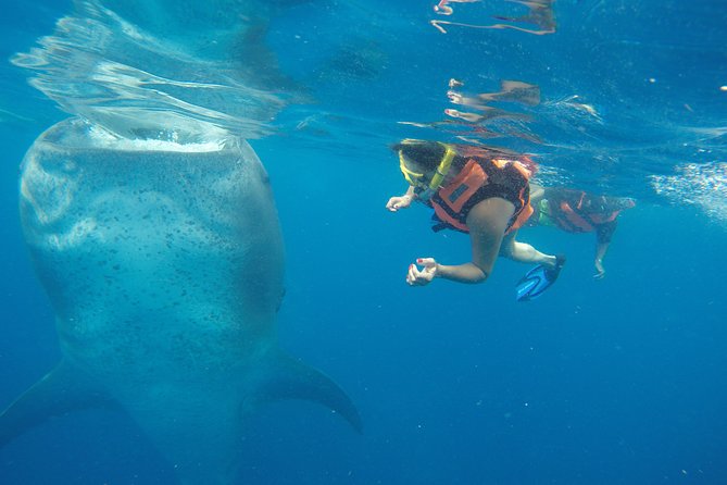 Whale Shark Tour from Cancun and Playa Del Carmen - Punta Sam and the long ride toward the whale shark reserve