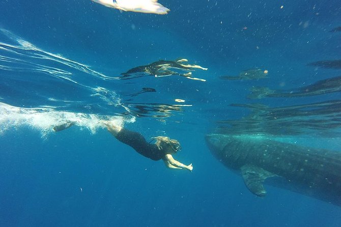 Whale Shark Tour from Cancun and Playa Del Carmen - Group size, safety, and swimming ability