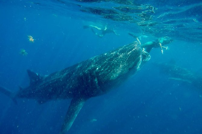 Whale Shark Tour from Cancun and Playa Del Carmen - Should you book this whale shark tour?