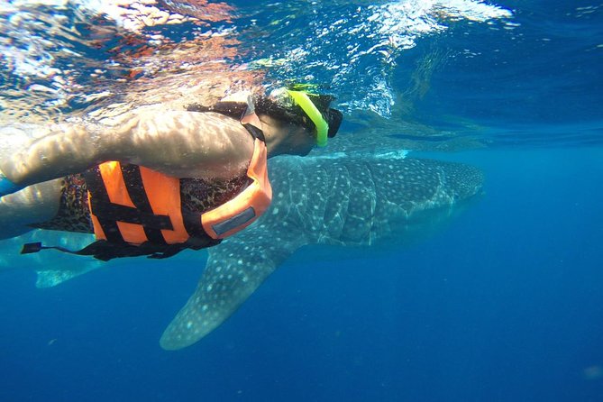Whale Shark Tour from Cancun and Playa Del Carmen - Meeting whale sharks in open water