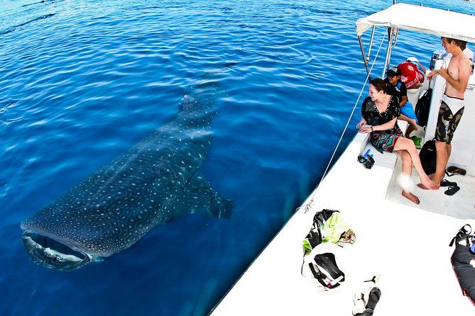 Whale Shark Tour from Cancun, Playa del Carmen, Tulum and Riviera Maya - Reef snorkeling after the main encounter
