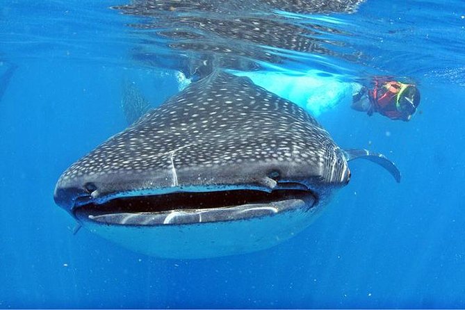 Whale Shark Tour from Cancun, Playa del Carmen, Tulum and Riviera Maya - The speedboat ride north to the whale shark grounds