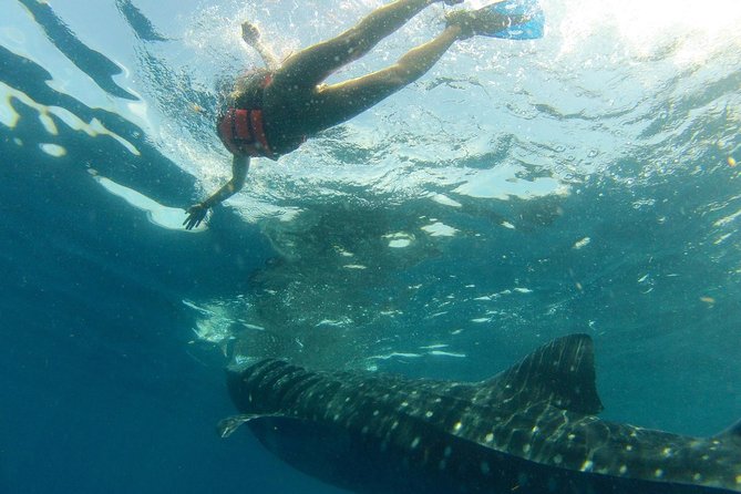 Whale Shark Tour from Holbox Island - Setting out from Holbox before breakfast