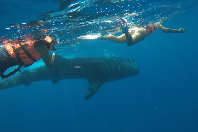 Whale Shark Tour from Holbox Island - Cabo Catoche brings food and a slower pause