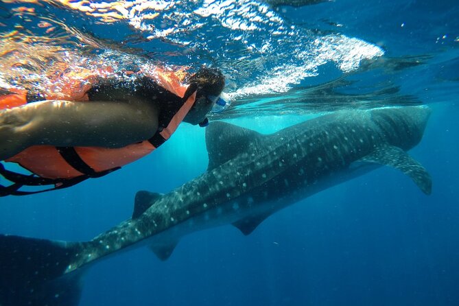 Whale Shark Tour from Holbox Island - What the $210 price really covers