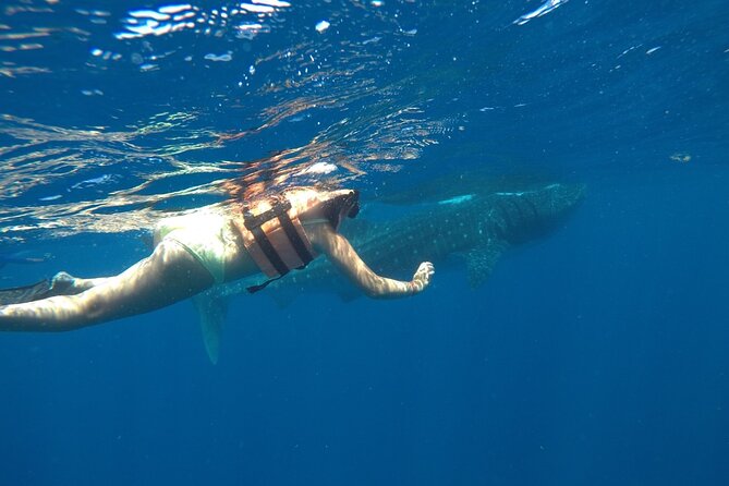 Whale Shark Tour from Holbox Island - Boat comfort, safety, and physical demands
