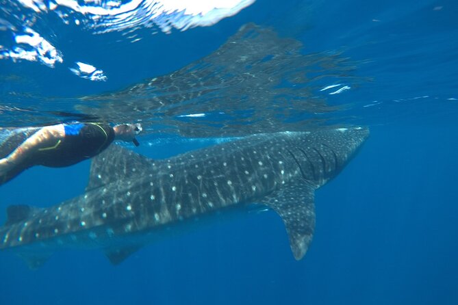 Whale Shark Tour from Holbox Island - Who will enjoy this Holbox whale shark trip