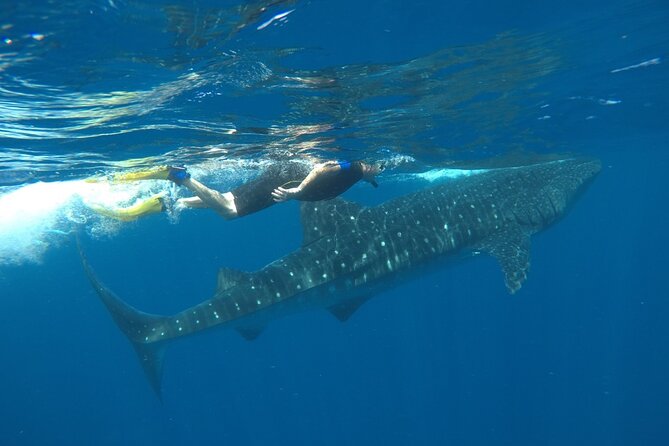 Whale Shark Tour from Holbox Island - Should you book the Holbox whale shark tour?