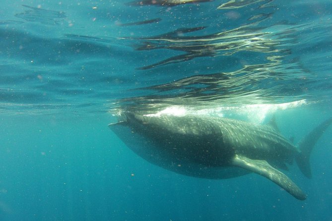 Whale Shark Tour from Holbox Island - Two turns in the water, two people at a time